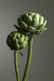 Artichokes by Clazien Boot