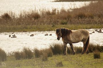 cheval konik sur cd_photography