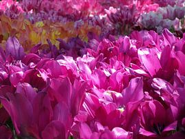 Keukenhof bloemen by Veli Aydin