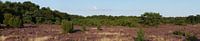 Bloeiende heide in een panorama van het Terhosterzand.