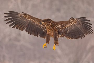 Zeearend (Haliaeetus albicilla), roofvogel. van Gert Hilbink