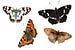 verschillende soorten vlinders geïsoleerd op witte achtergrond van Animaflora PicsStock