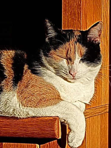 lapjes kat