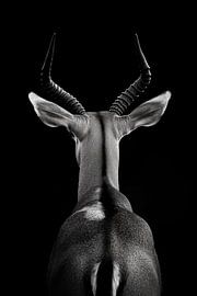 Antelope black and white by Poster Art Shop