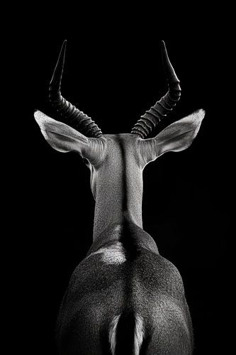 Antilope noir et blanc