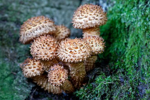 Agaric à l'échelle