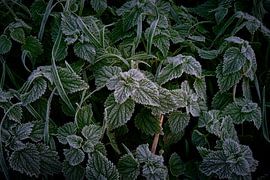 Frost auf dem Boden sorgt für die Reifung auf grünen Blättern.