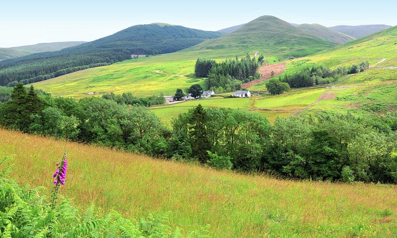 Im Moffat Water Valley van Gisela Scheffbuch