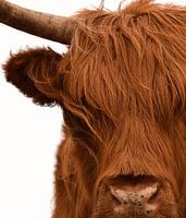 Scottish highlander portrait in colour with white background