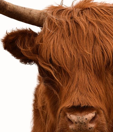 Schotse hooglander portret in kleur met witte achtergrond