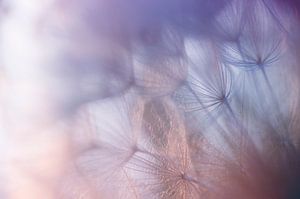 Softtones ( seedlice of the Tragopogon pratensis)