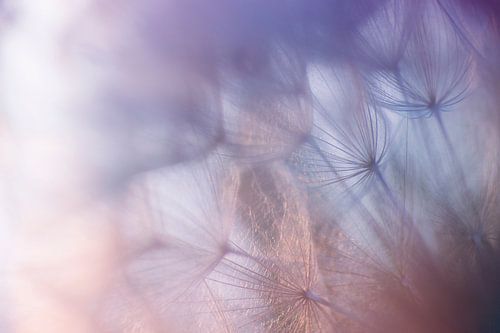 Softtones ( seedlice of the Tragopogon pratensis)