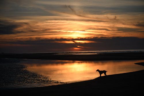 Le chien regarde le plus bel endroit des Pays-Bas