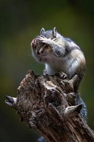 Photographie de la nature par Marieke Deinum