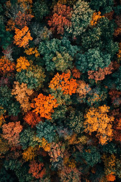 Forêt d'automne par Poster Art Shop