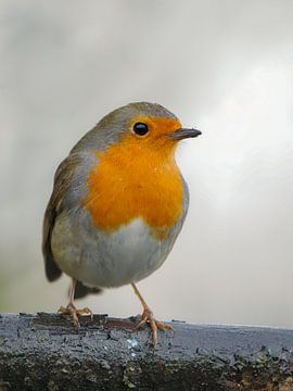 robin by Evelien Brouwer