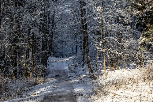 wintersbeeld van het bos met bospadje