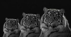 Tigre, Les Triplés, Portrait de tigre en noir et blanc