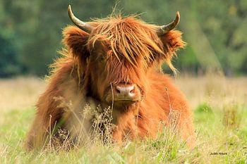 Un Highlander écossais gît dans la lande