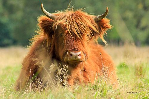 Schotse Hooglander ligt in het veen