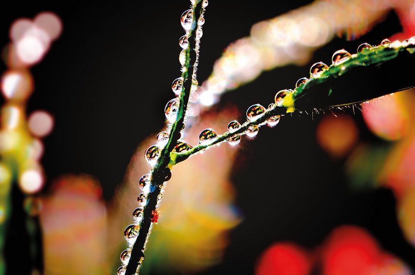 Farbenfrohe Wassertropfen von Nicc Koch