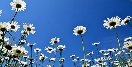 Een veld met madeliefjes in de zomer