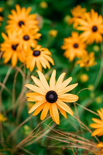 Black-eyed Susan Flower