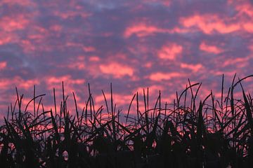 Maisfeld gegen Abendhimmel von Rob Hendriks