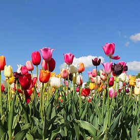 tulip field in various colors by SusaZoom