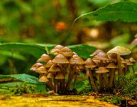 Paddenstoelen