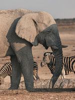 Elephant and Zebra in Africa