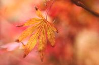 L'automne est dans l'air par LHJB Photography Aperçu