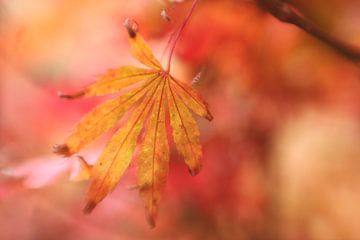 Der Herbst liegt in der Luft von LHJB Photography
