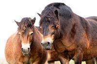 Wild horses