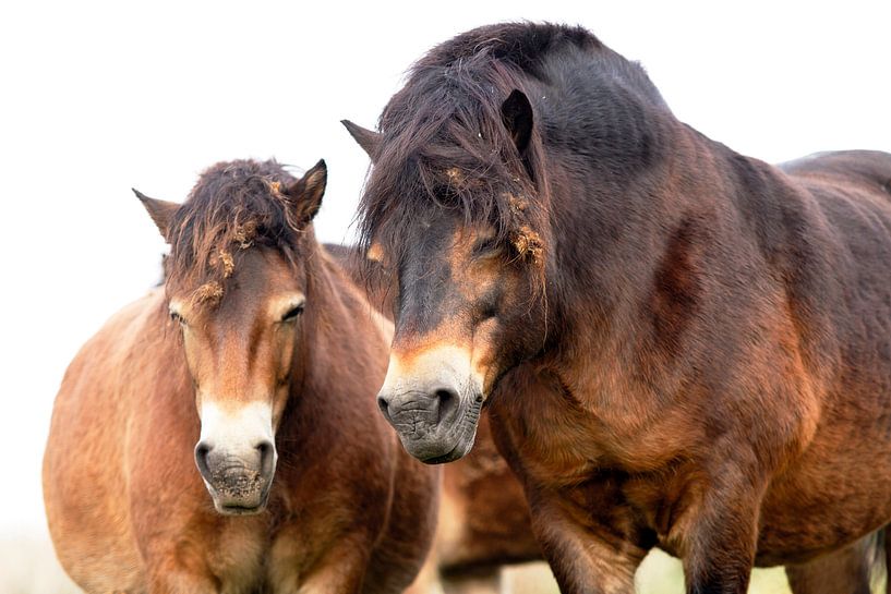 Wild horses par Petra ter Veer