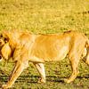 Leeuw in Masai Mara van René Holtslag
