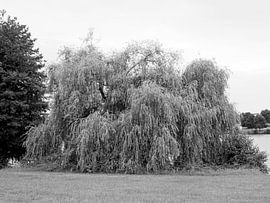 Trauerweide (Baum) in Frankreich von Delphine Kesteloot