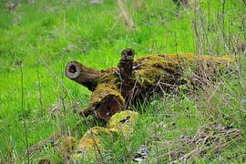 Das Baumferkel Pic 01 von Ingo Laue