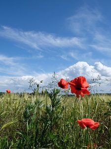 bel été