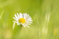 Madeliefje (Bellis perennis)