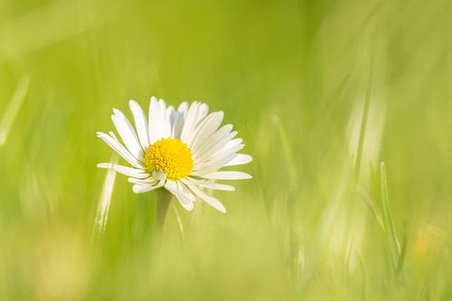 Gänseblümchen (Bellis perennis) von Erwin Martin