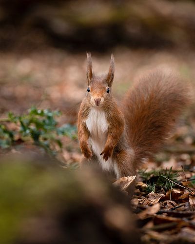 Eekhoorn in het bos, staand op zijn achterpoten