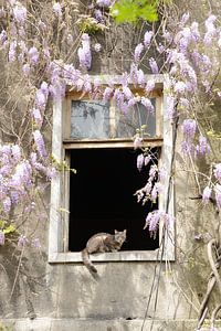 Fenêtre avec chat dans un vieux mur Blue Wisteria