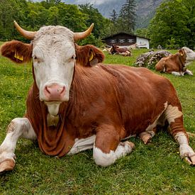 Alpen cows at Königssee in Berchtesgadener Land von Maurice Meerten