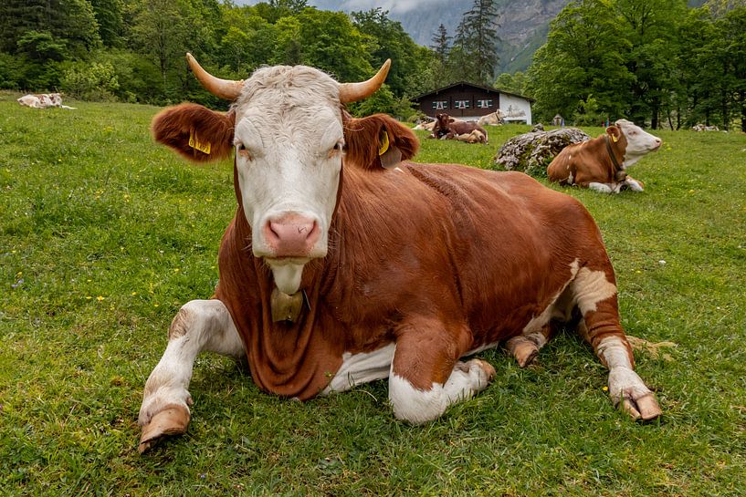 Alpen cows at Königssee in Berchtesgadener Land van Maurice Meerten