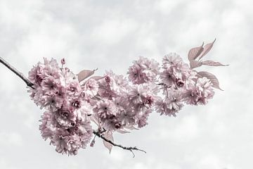Délicates fleurs de cerisier sur Melanie Viola