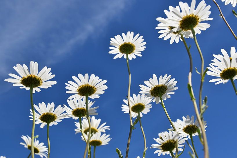 Un champ de marguerite en fleur par Claude Laprise