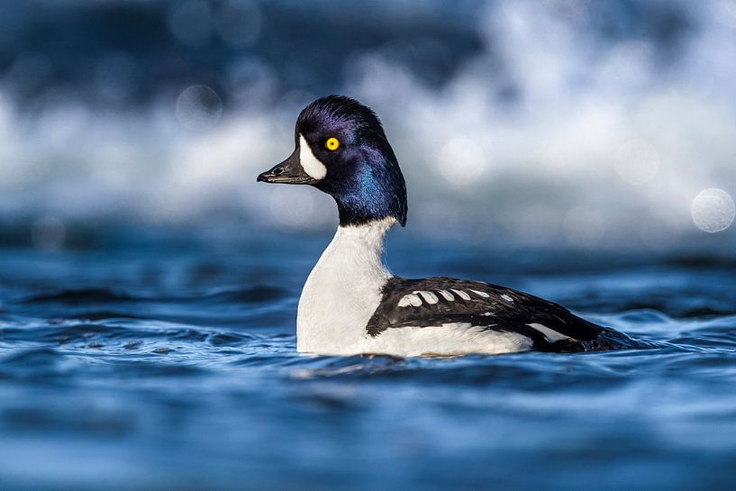 Isländischer Brillen-Taucher (Bucephala islandica) von Beschermingswerk voor aan uw muur