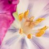 Helmdraad en helmknop van een Tulp van Sven Wildschut