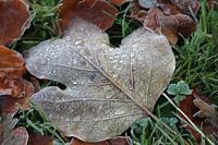 Blad met druppels